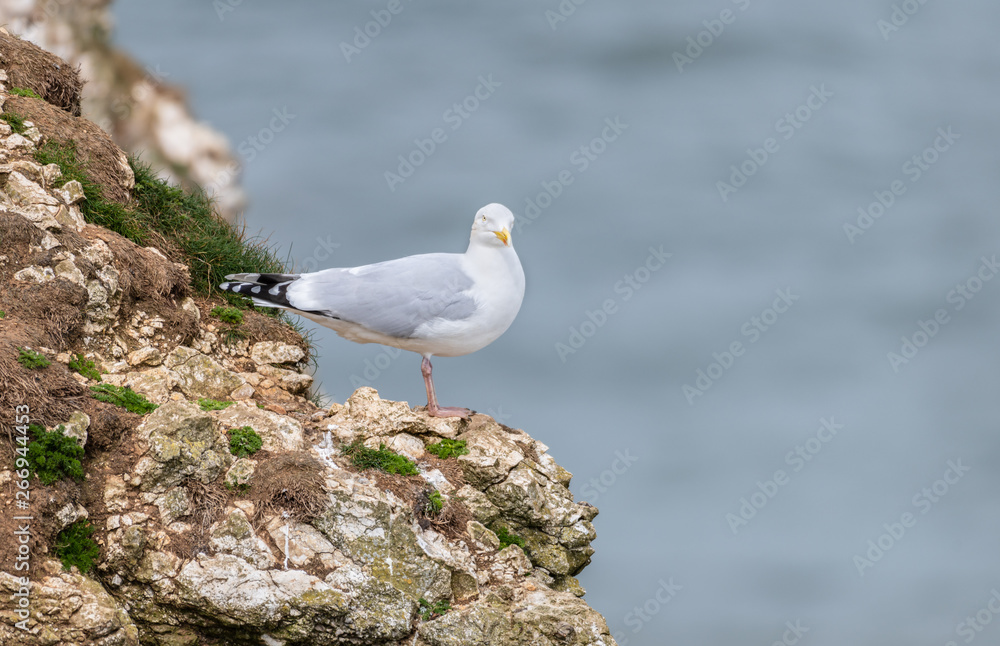 Herring Gull