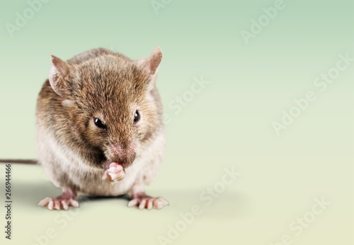 Mouse trap with cheese and mouse on background