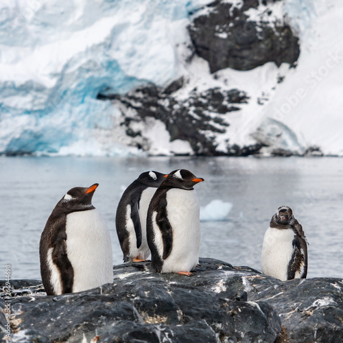 Penguins in Antarctica