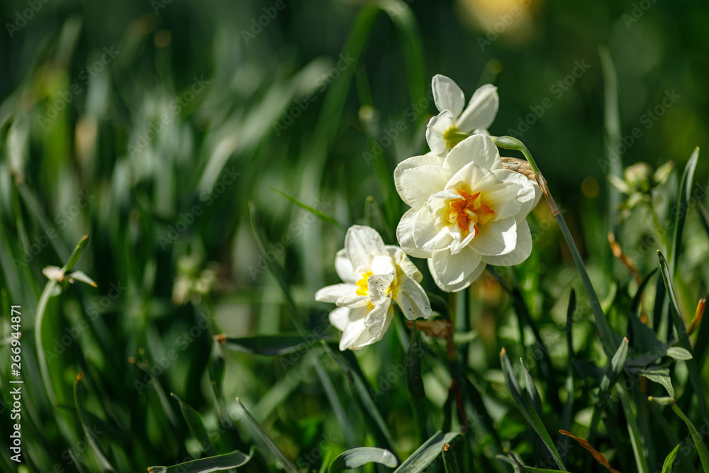 white flower in the garden white flower in the garden