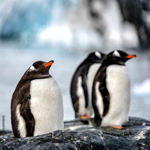 Penguins in Antarctica