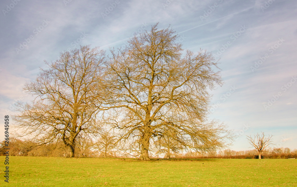 Obraz premium tree in the field