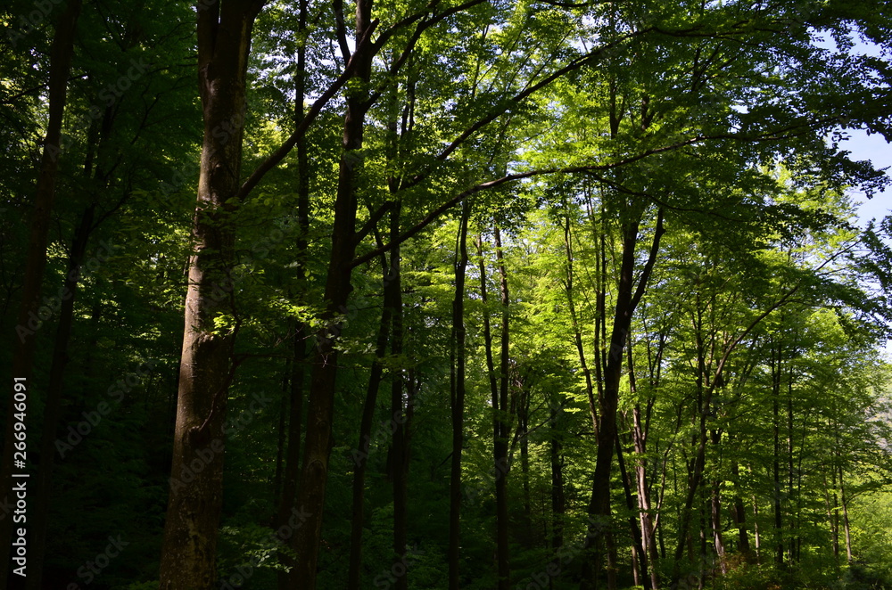 Naklejka premium Spring beech forest with fresh light green foliage