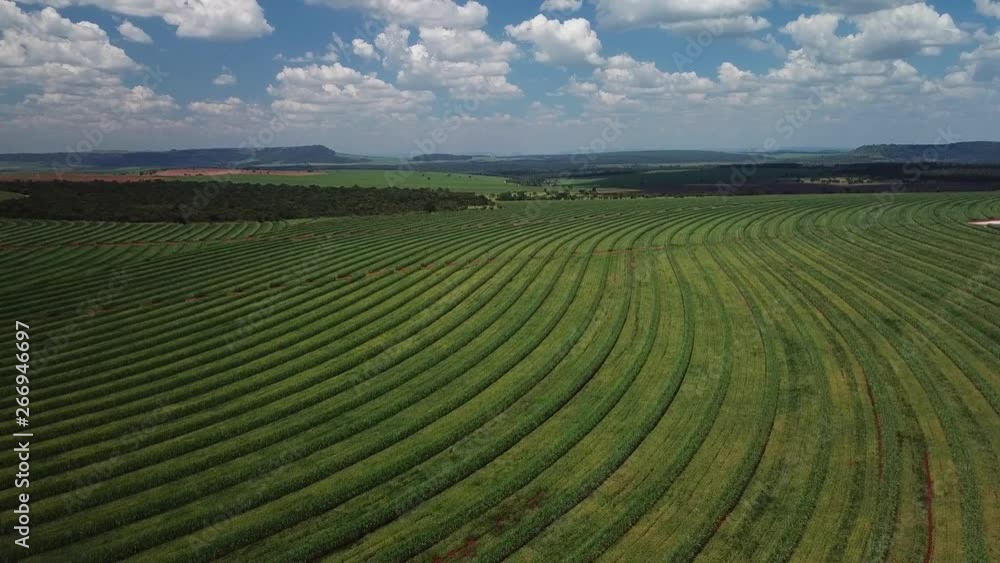 Aerial view sugarcane field in Brazil. Aerial view sugarcane field in Brazil.