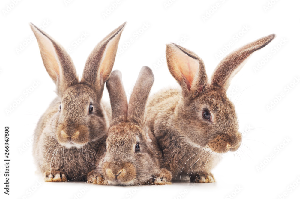 Family of brown rabbits. Family of brown rabbits.
