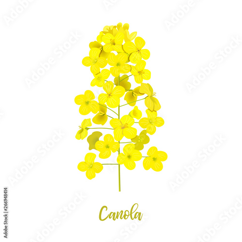 Rapeseed blossom isolated on white. Flowering Canola or colza. Brassica napus. Blooming rape yellow flowers. Spring