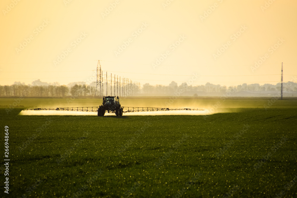 Fototapeta premium tractor with the help of a sprayer sprays liquid fertilizers on young wheat in the field.
