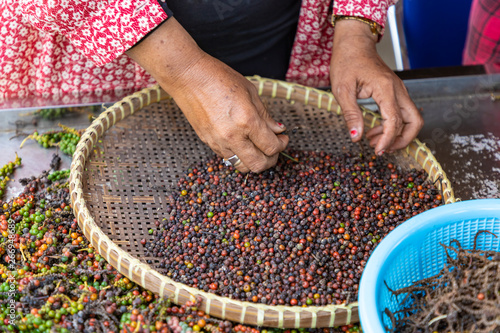Farm workers hand sorting and selecting fresh black and red pepper on plantation in Kampot, Cambodia photo