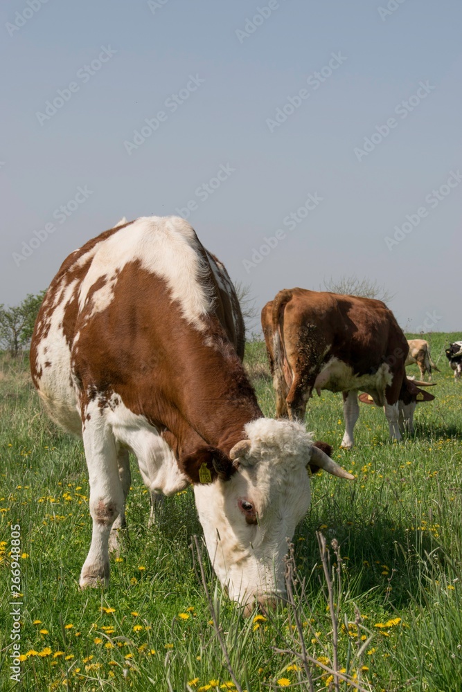 Cows graze yellow dandelions on a green field Cows graze yellow dandelions on a green field