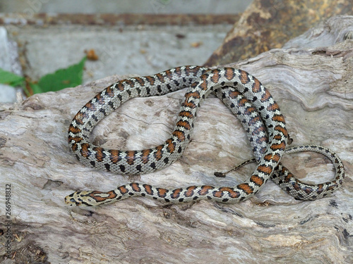 European ratsnake or Leapard snake,  Zamenis situla photo