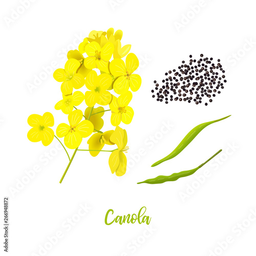 Canola or colza. flowers, seeds, leaf. Rapeseed blossom isolated on white. Brassica napus. Blooming rape yellow