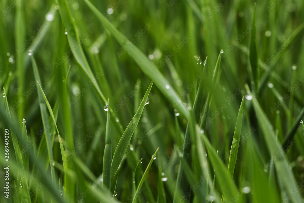 green grass with dew, close up.