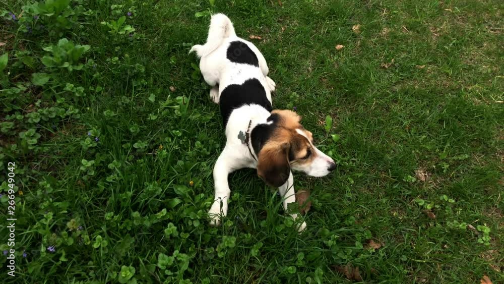 Dog Jack Russell Terrier on a green lawn. Little dog playing in the yard. Happy pet. Video footage. Dog Jack Russell Terrier on a green lawn. Little dog playing in the yard. Happy pet. Video footage.