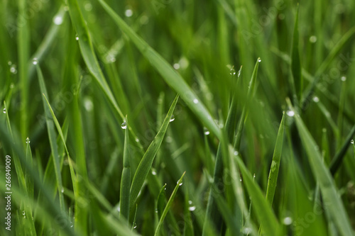 green grass with dew, close up.