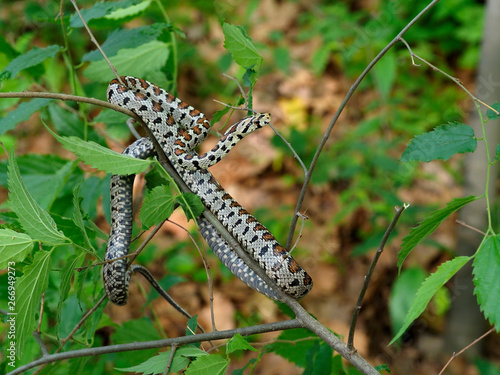 European ratsnake or Leapard snake, Zamenis situla