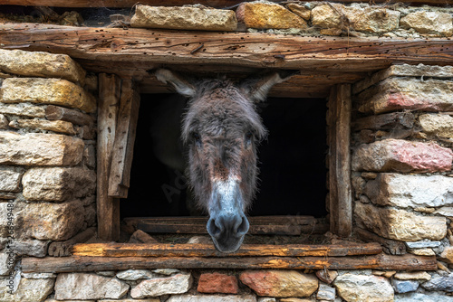 Portrait of donkey looking through window of old stone building 