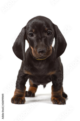 Puppy Dachshund stands and stares into the camera, isolated on a white background.