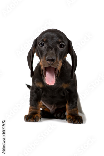 The Dachshund puppy is black and brown color sitting and looking into the camera, isolated on white background.