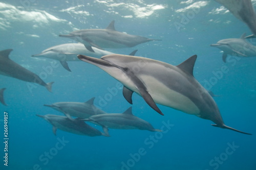 Spinner dolphin off the coast of Hawaii