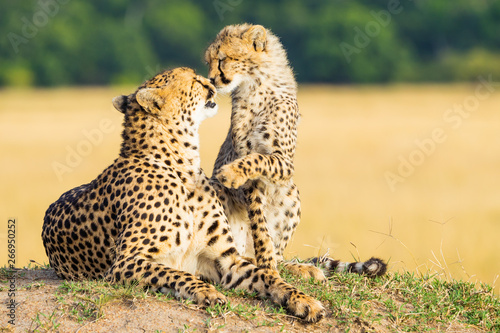Carta da parati Cheetah mother and son kissing