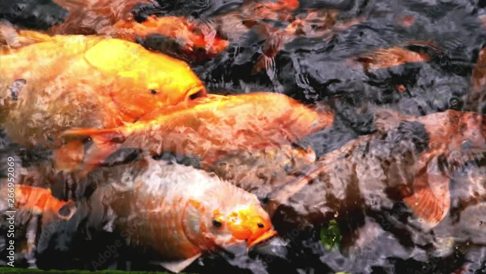 CLOSE UP, TOP VIEW, MOCRO and HANDHELD: Feeding colorful fancy carp fish, Koi carps crowding together competing for food, Hundreds of fancy carp koi fish in pool. The fish fighting over food in the CLOSE UP, TOP VIEW, MOCRO and HANDHELD: Feeding colorful fancy carp fish, Koi carps crowding together competing for food, Hundreds of fancy carp koi fish in pool. The fish fighting over food in the