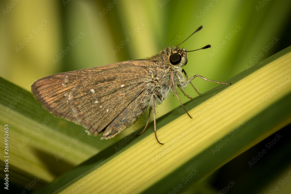 Obraz premium Little butterfly