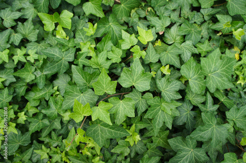Wallpaper Mural hedera helix ivy liana green plant background Torontodigital.ca