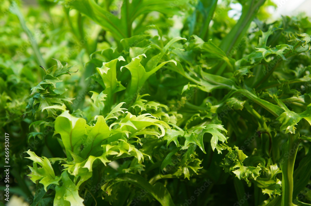 Microsorum punctatum fishtail fern green plant Microsorum punctatum fishtail fern green plant