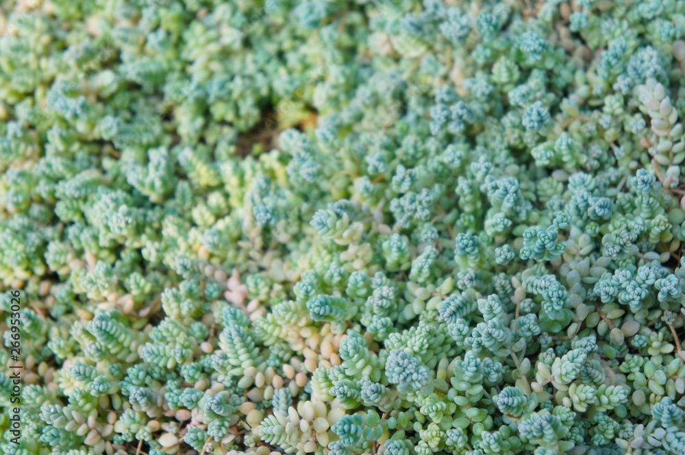 Green sedum dasyphyllum or sedum burnatii background Green sedum dasyphyllum or sedum burnatii background