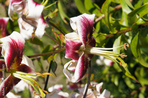 Hybrid lilium red and white lily flowers photo