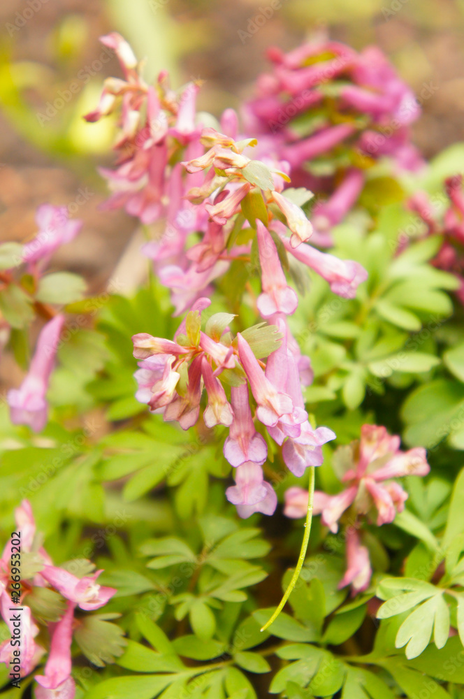 Corydalis solida or fumewort pink flowers vertical