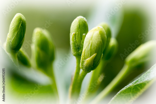 New buds on a plant