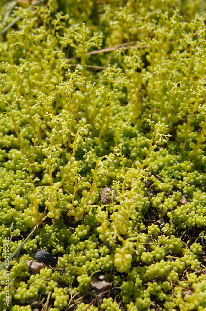 Sedum album micranthum chloroticum green succulent plant