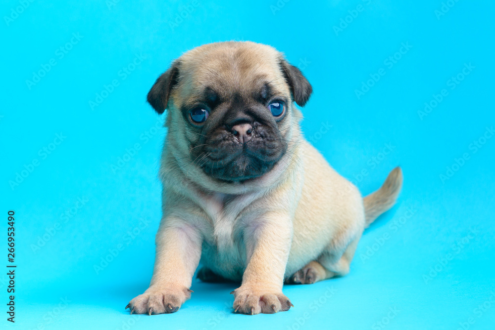 Obraz premium pug puppy