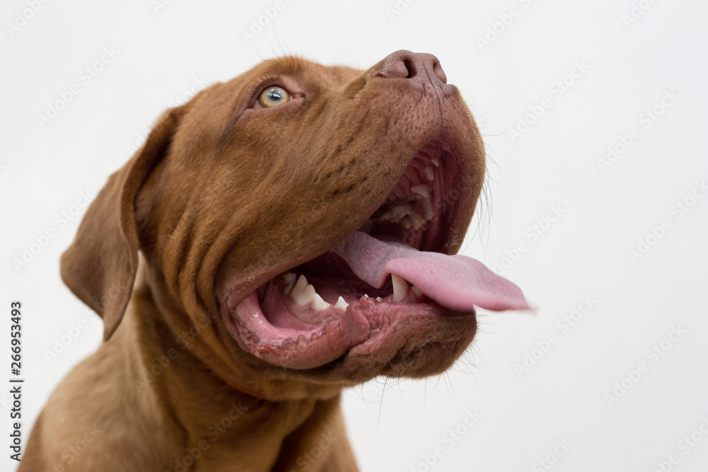 Portrait of french mastiff puppy close up. Bordeaux mastiff or bordeauxdog. Five month old.