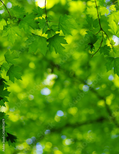 Green leaves on the spring tree