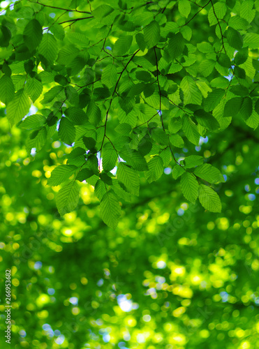Green leaves on the spring tree