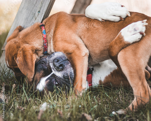a dog playing with a puppy at a park