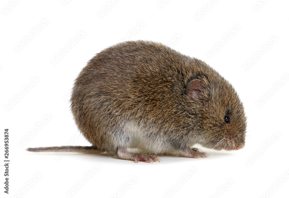 Mouse isolated on white Mouse isolated on white