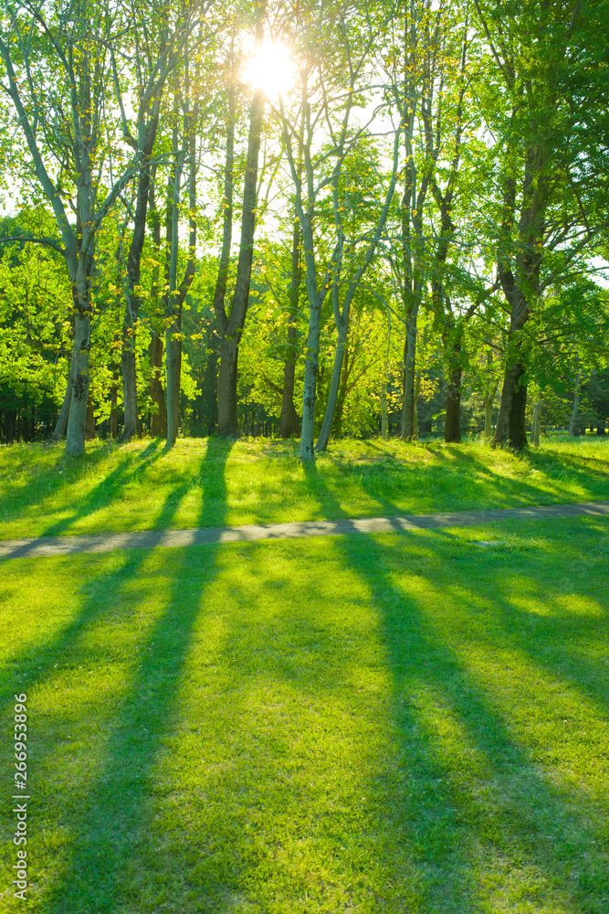 Obraz premium morning garden