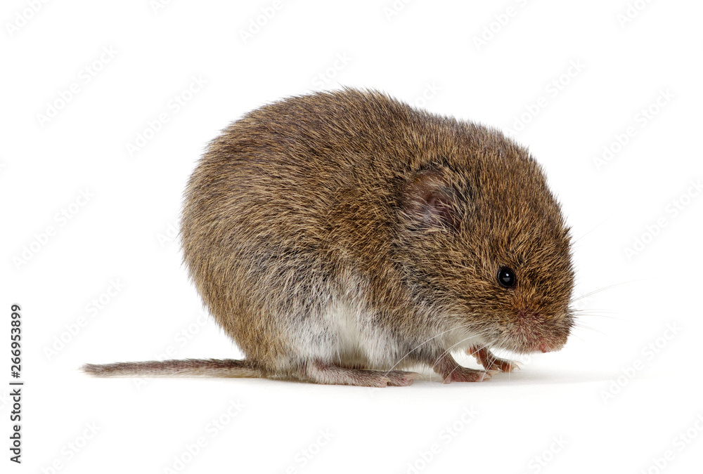Mouse isolated on white Mouse isolated on white
