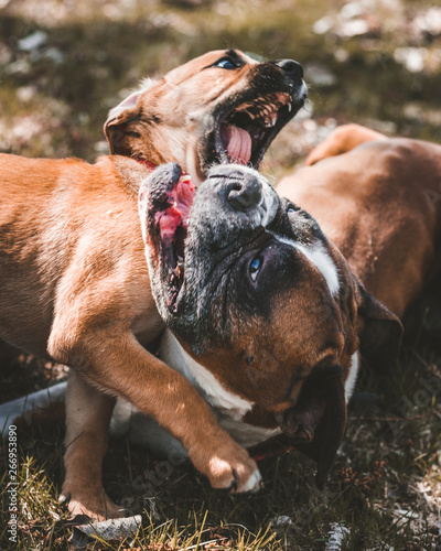 dogs laying together at park