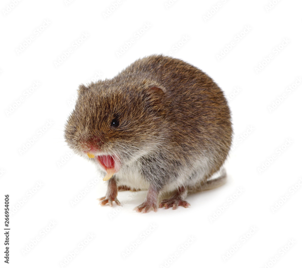 Mouse isolated on white Mouse isolated on white