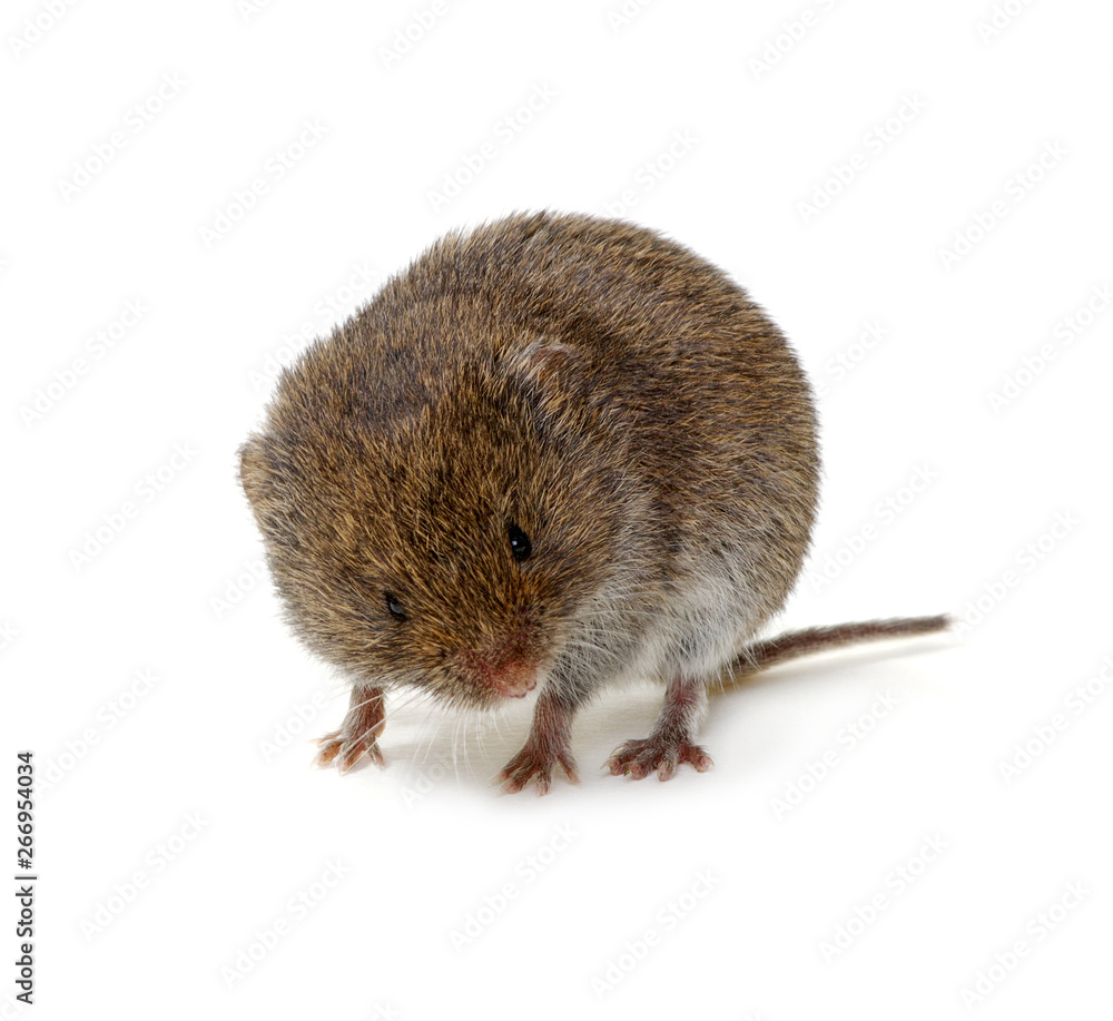 Mouse isolated on white Mouse isolated on white