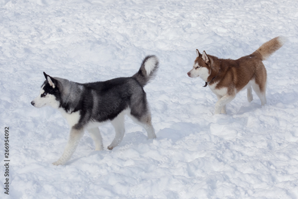 Two siberian husky is running on a white snow. Pet animals. Pet animals. Two siberian husky is running on a white snow. Pet animals. Pet animals.
