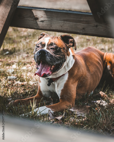 a dog sitting on the grass at a park