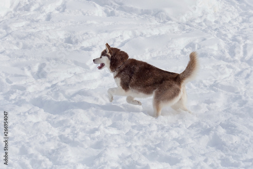 Cute siberian husky is running on a white snow. Pet animals.