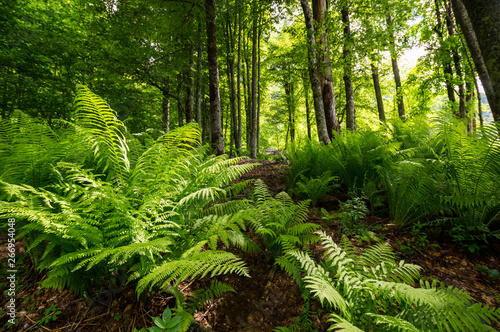 View of the forest