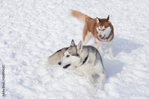 Two cute siberian husky are playing on a white snow in the park. Pet animals. © tikhomirovsergey