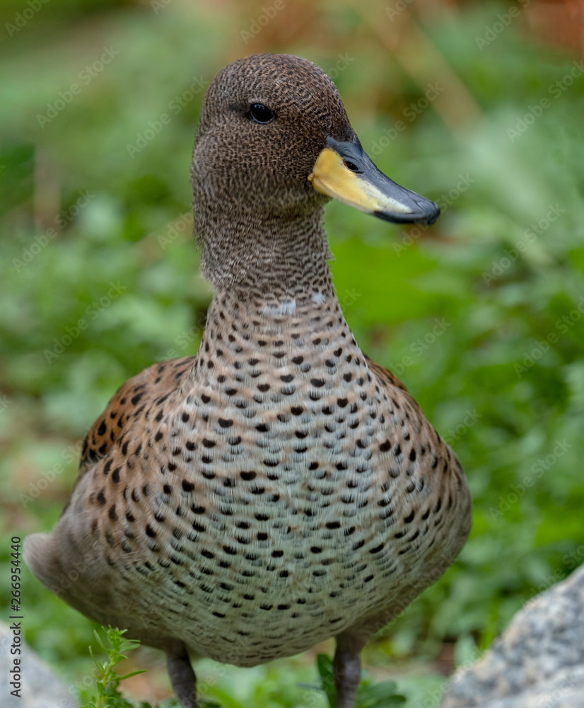 Chilean Teal (Anas flavirostris), Native to South America Chilean Teal (Anas flavirostris), Native to South America